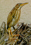 Least Bittern