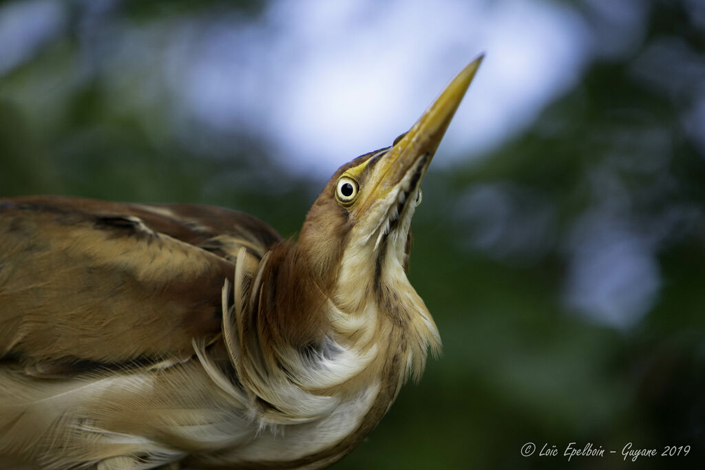 Least Bittern