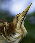 Least Bittern