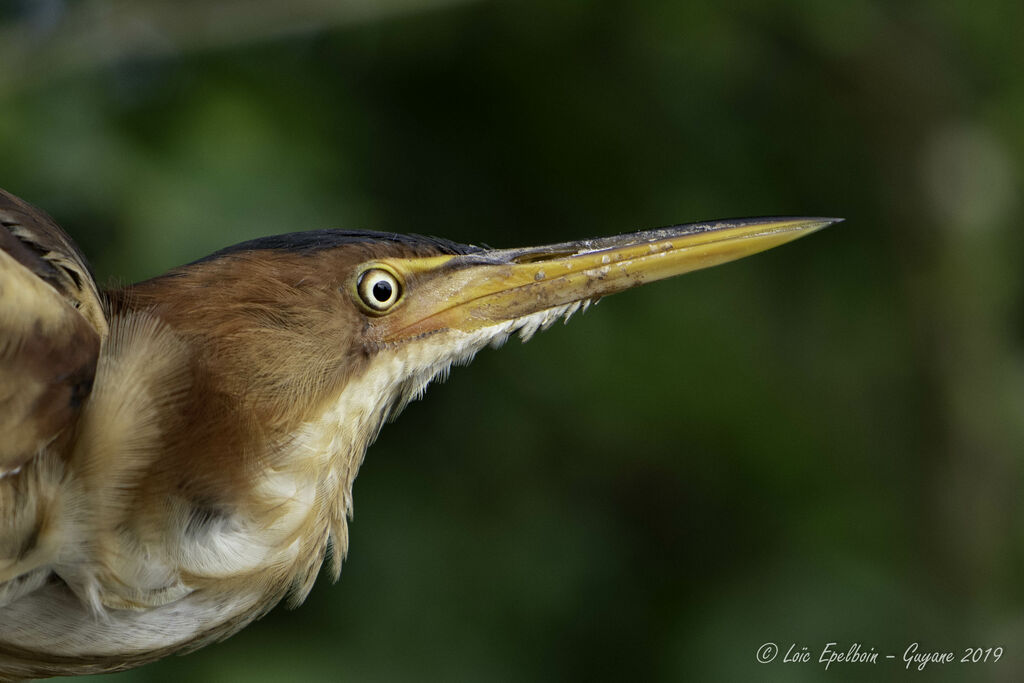 Least Bittern