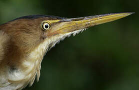 Least Bittern