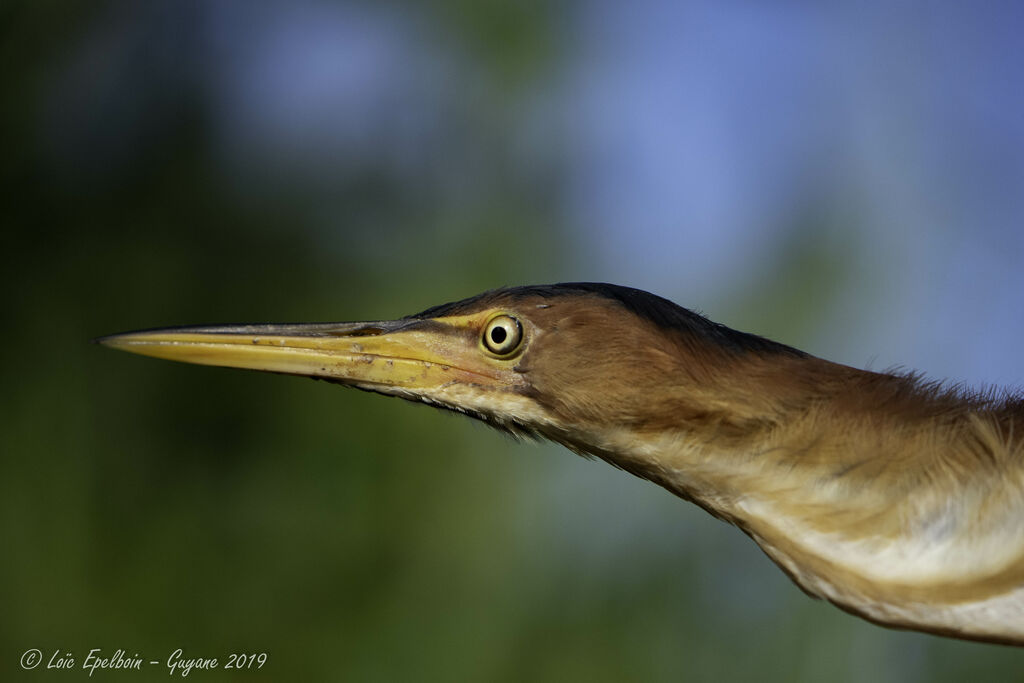 Least Bittern