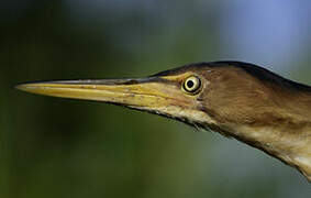 Least Bittern