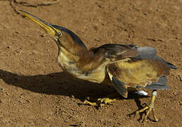 Least Bittern