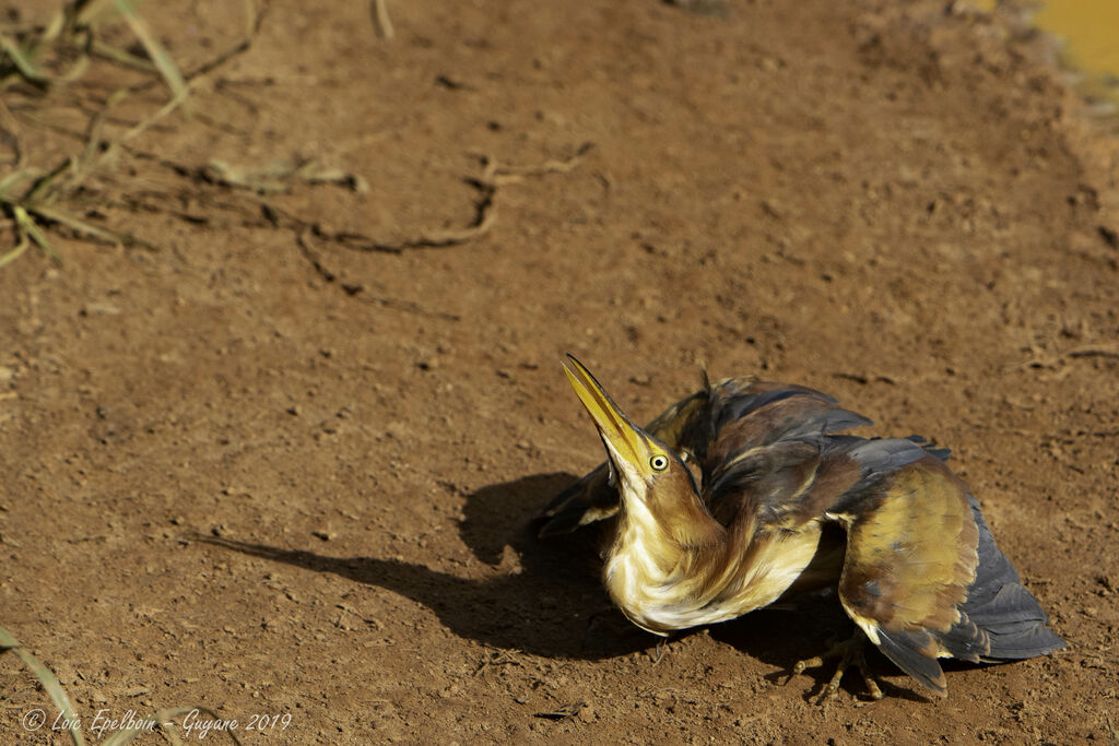 Least Bittern