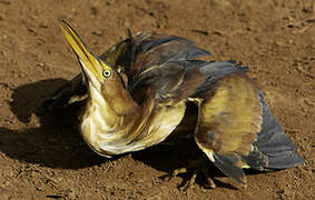 Least Bittern