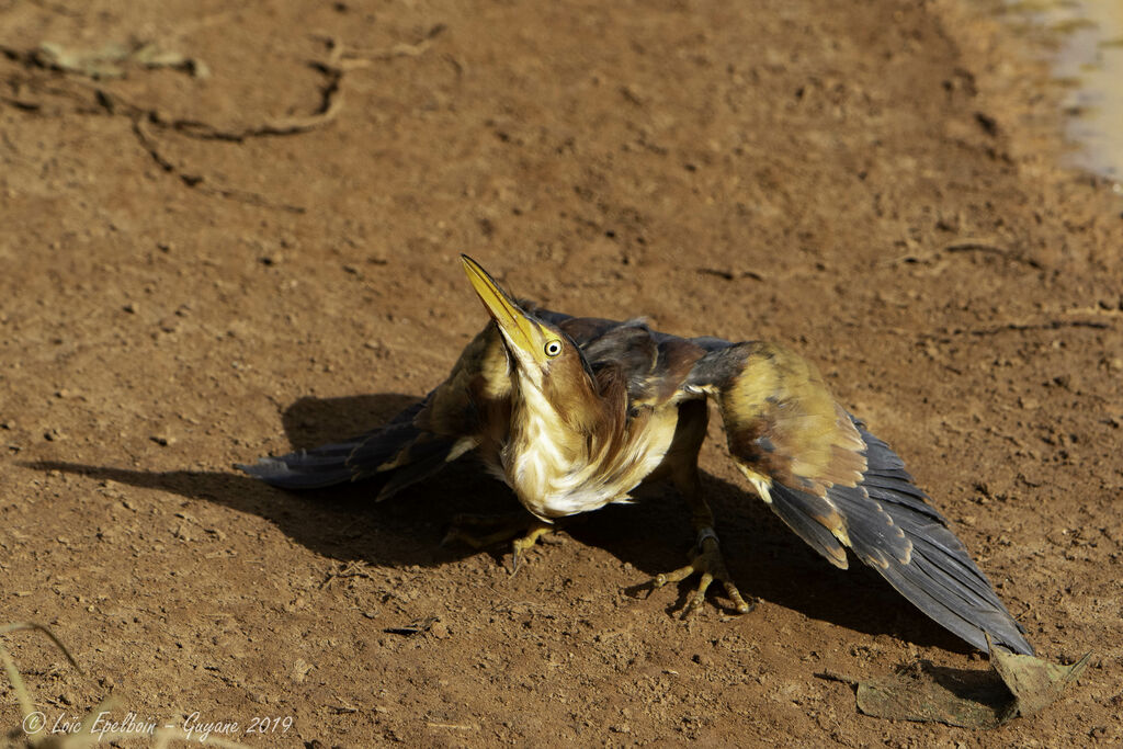 Least Bittern