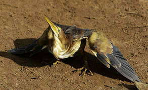 Least Bittern