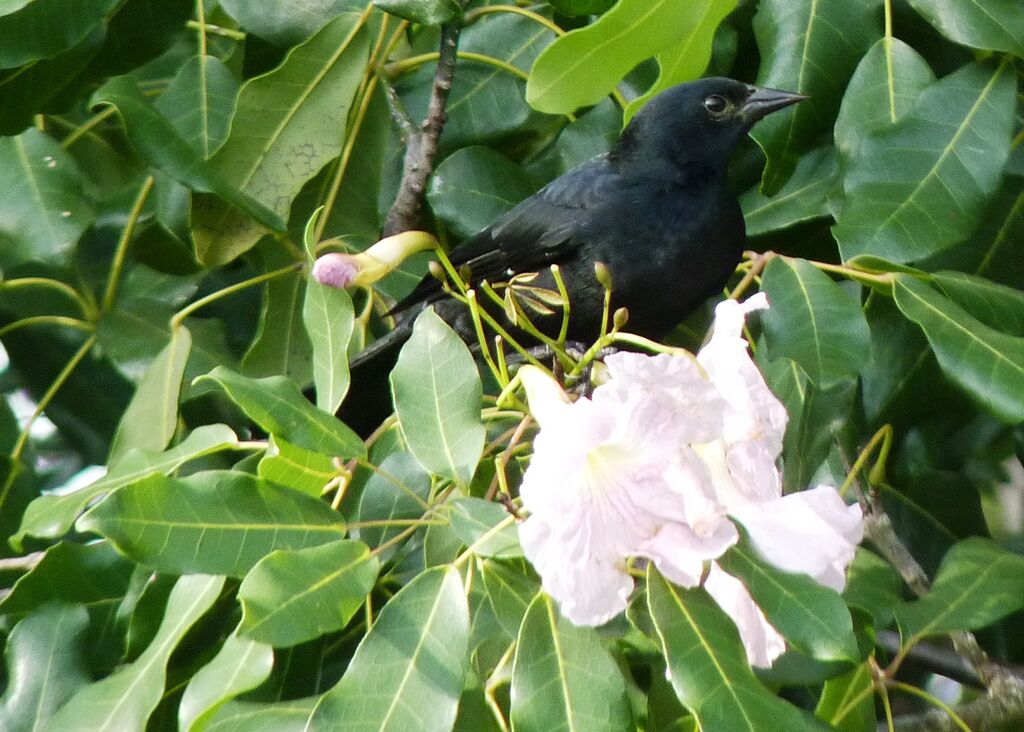 Tawny-shouldered Blackbird