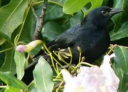 Tawny-shouldered Blackbird