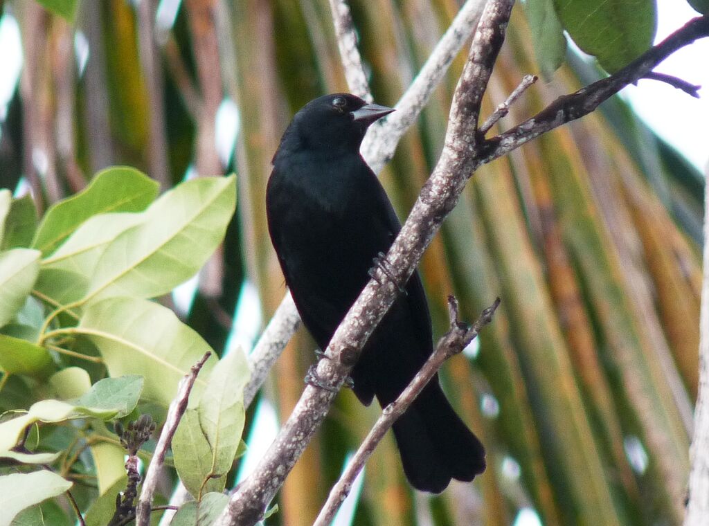 Tawny-shouldered Blackbird