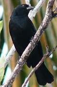 Tawny-shouldered Blackbird