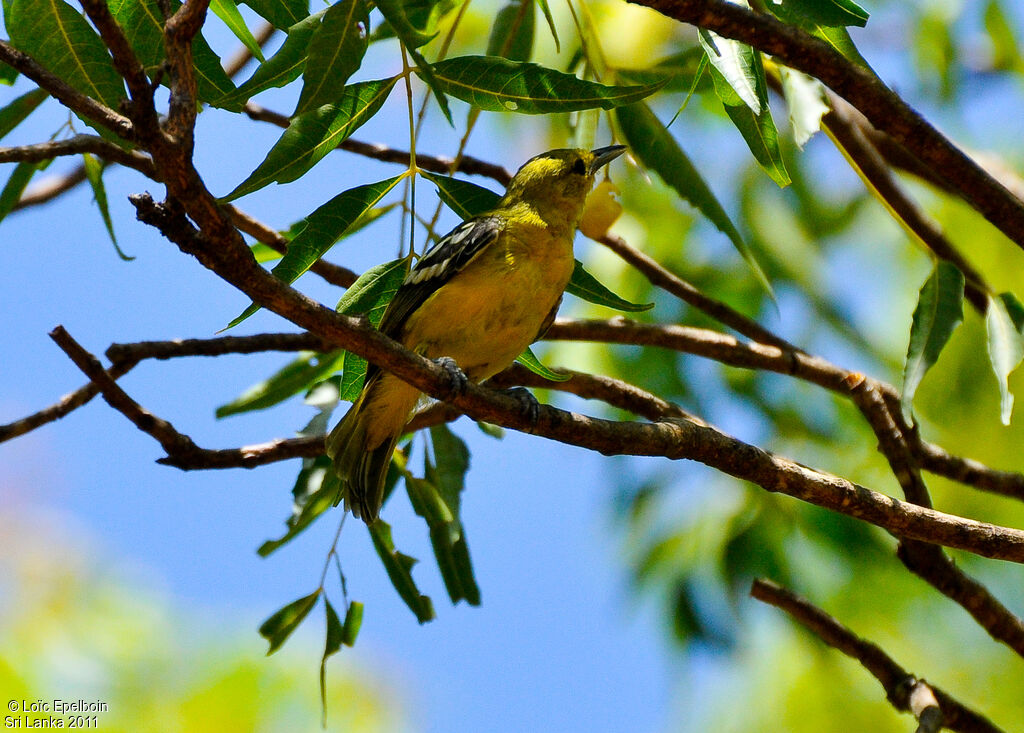 Common Iora