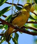 Common Iora