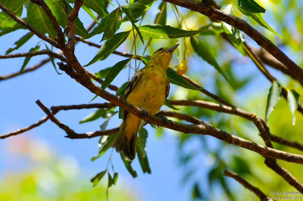 Common Iora