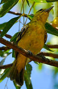 Common Iora