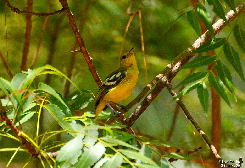 Common Iora