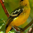 Petit Iora