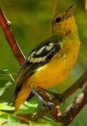 Common Iora