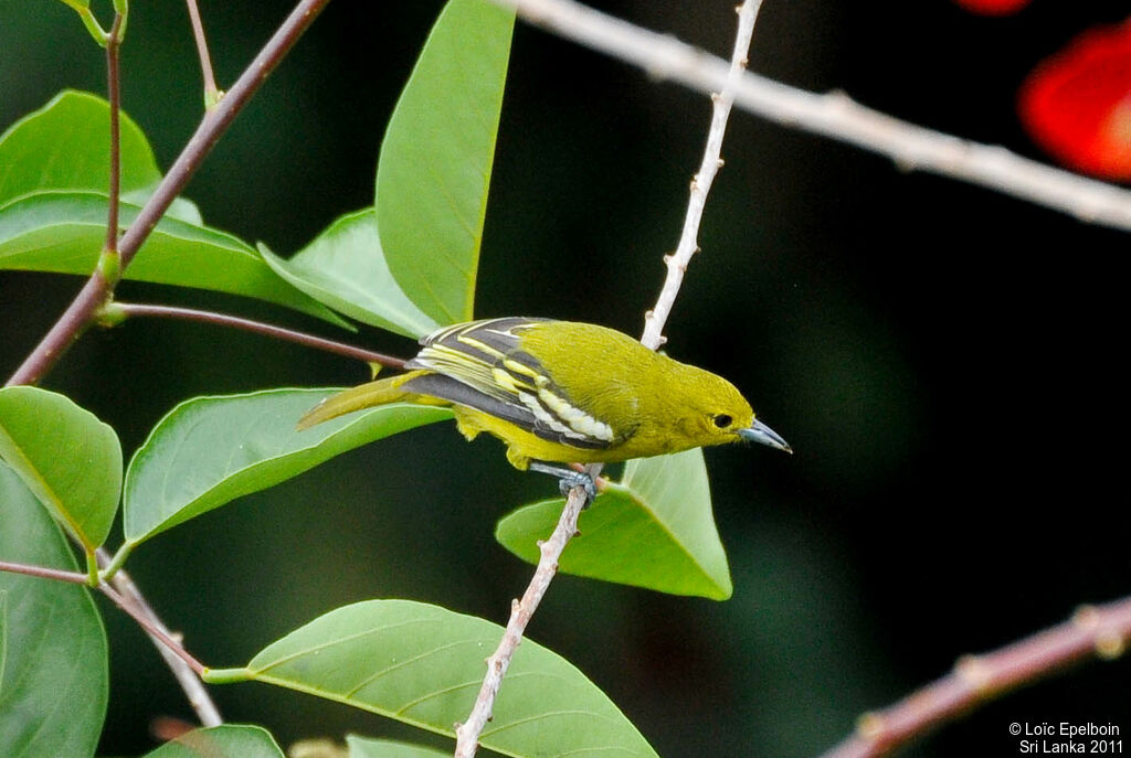 Common Iora