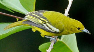 Common Iora