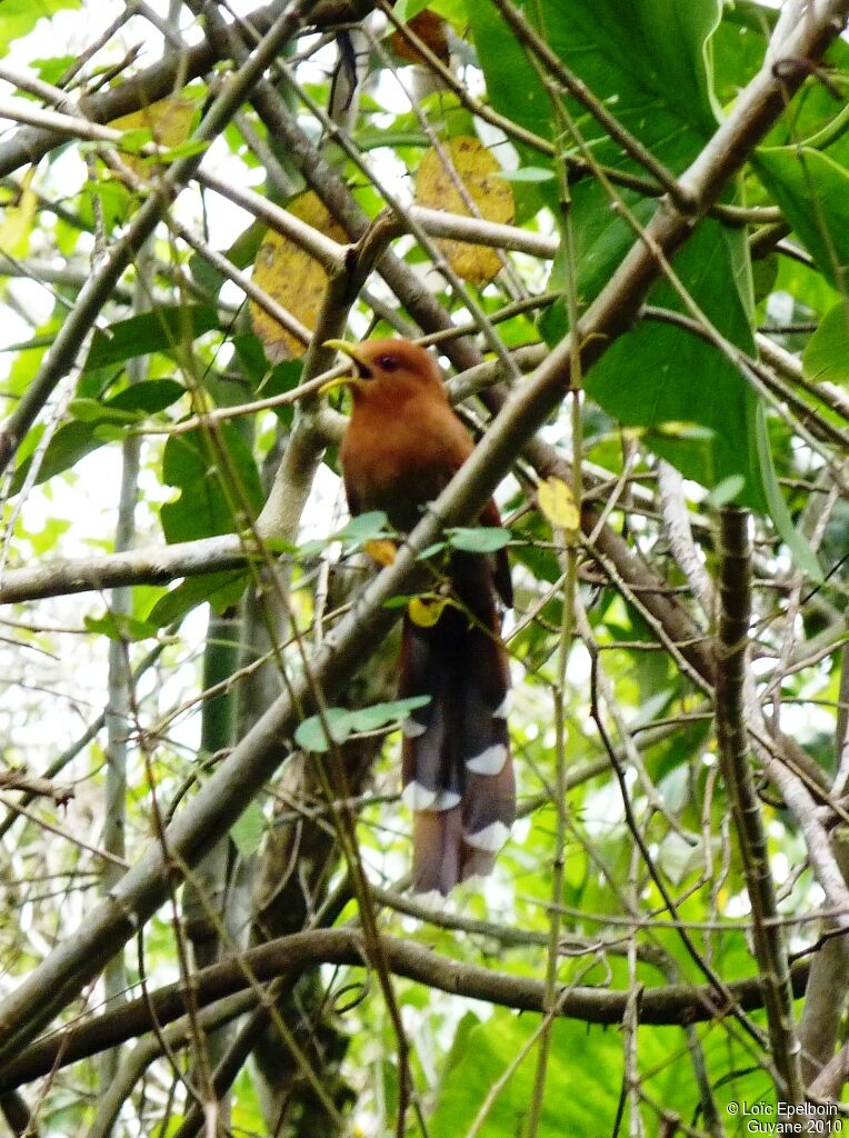 Little Cuckoo