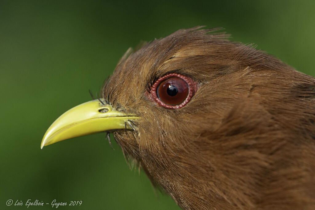 Little Cuckoo