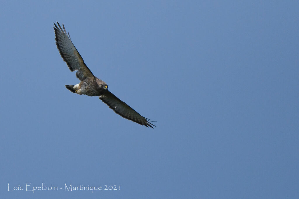 Broad-winged Hawk