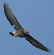 Broad-winged Hawk