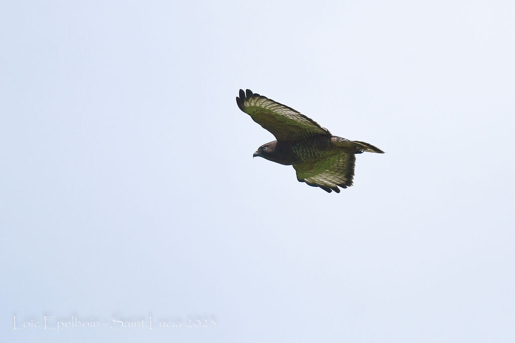 Broad-winged Hawk