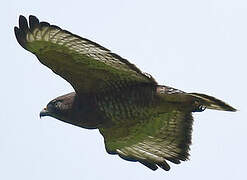 Broad-winged Hawk