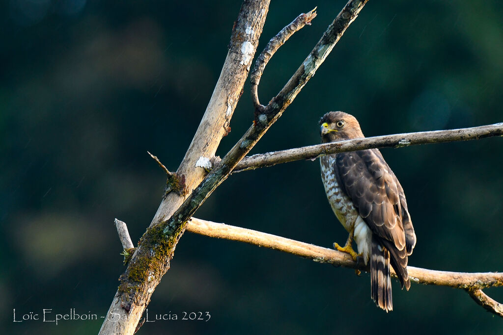 Broad-winged Hawk