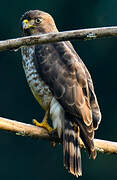 Broad-winged Hawk