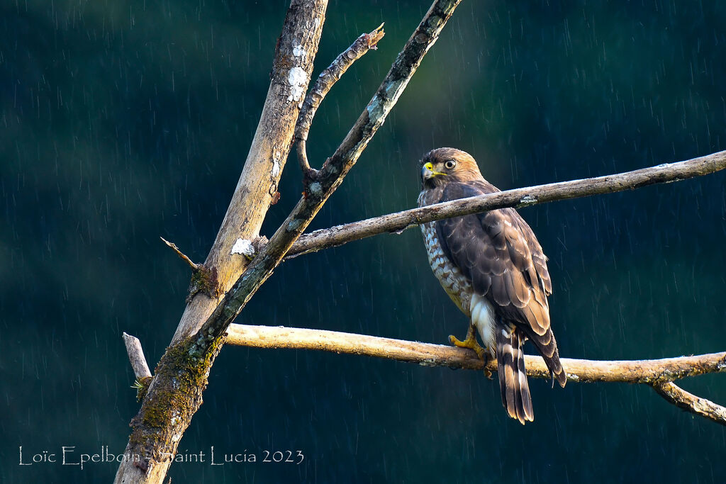 Broad-winged Hawk