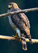 Broad-winged Hawk