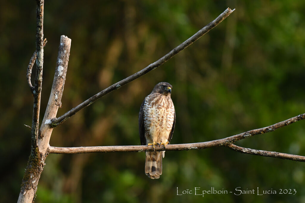 Broad-winged Hawk