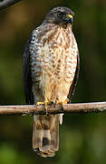 Broad-winged Hawk