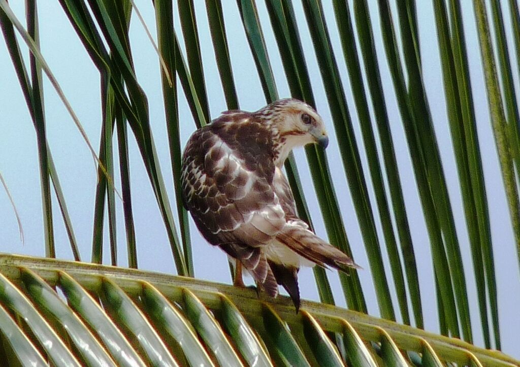 Broad-winged Hawk