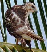 Broad-winged Hawk