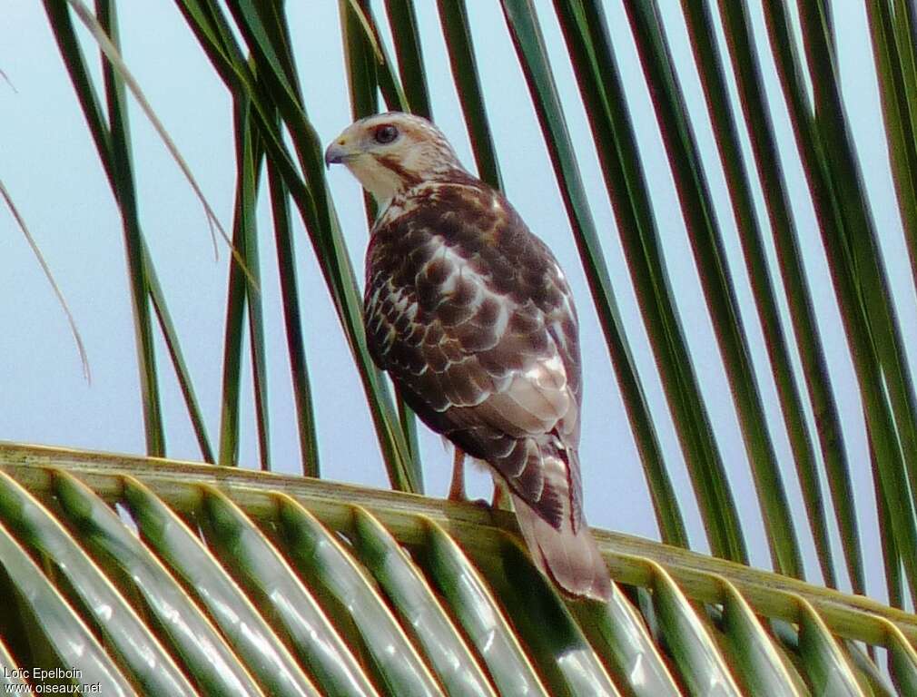 Broad-winged Hawk