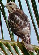 Broad-winged Hawk