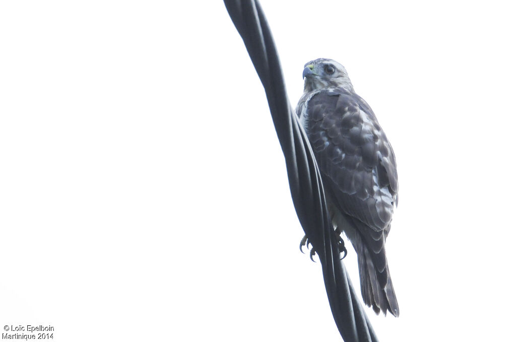 Broad-winged Hawk