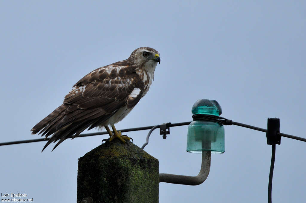 Broad-winged Hawkjuvenile, identification