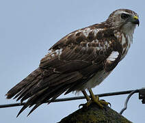 Broad-winged Hawk