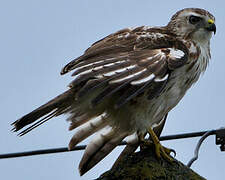 Broad-winged Hawk