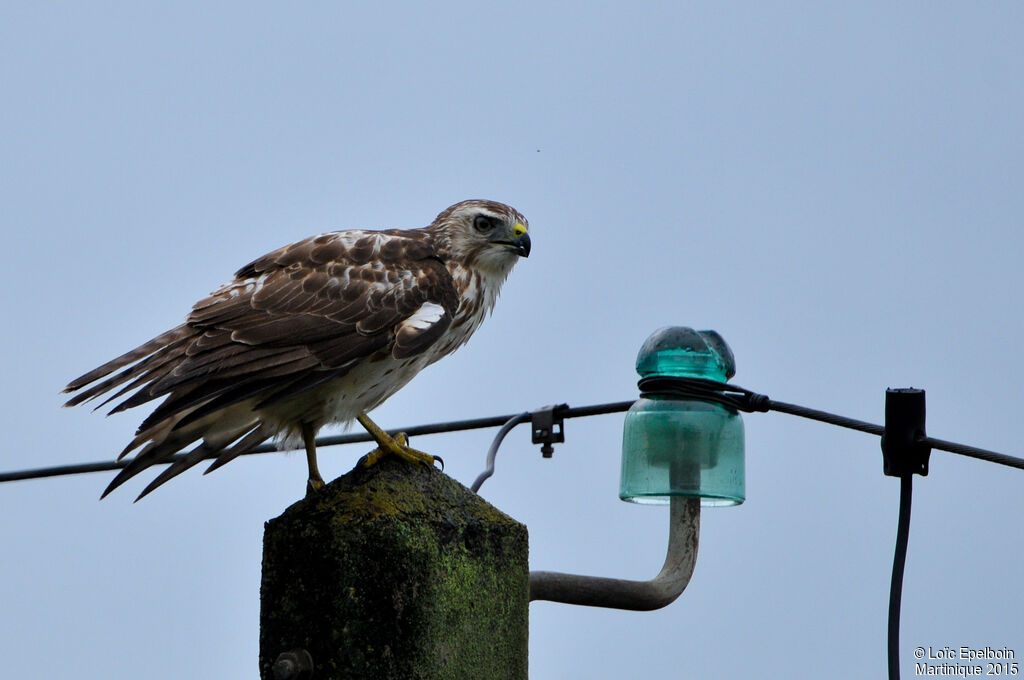 Broad-winged Hawk