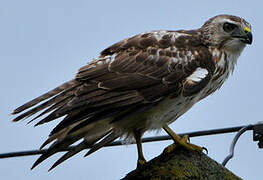 Broad-winged Hawk