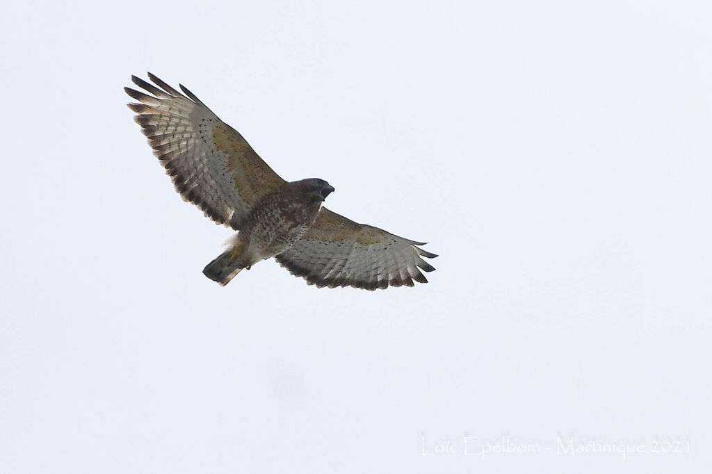 Broad-winged Hawk