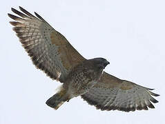 Broad-winged Hawk