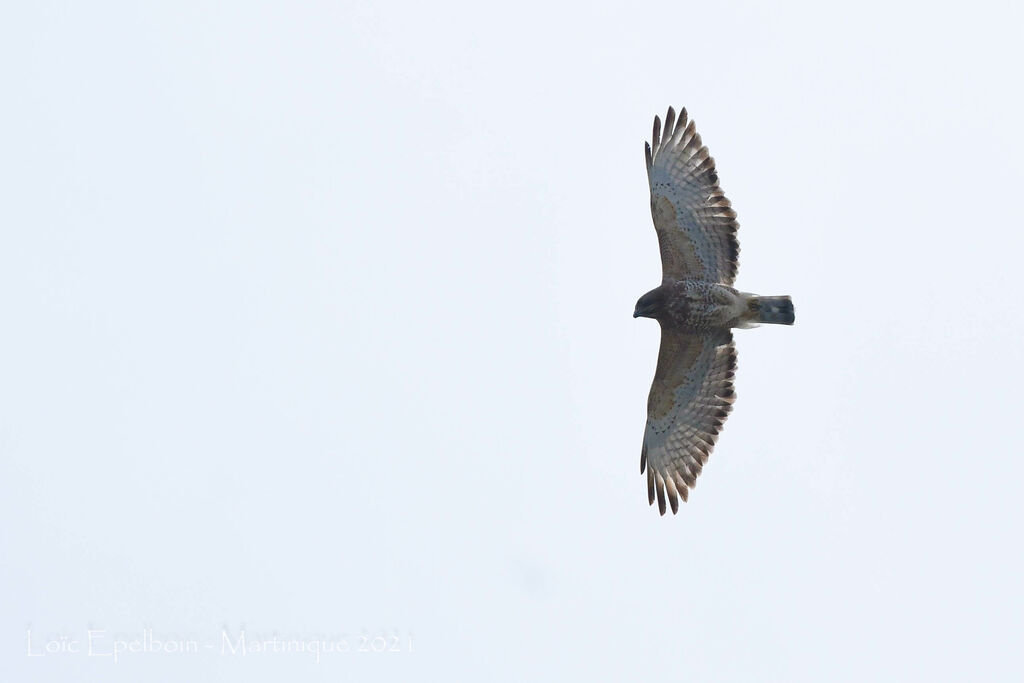 Broad-winged Hawk